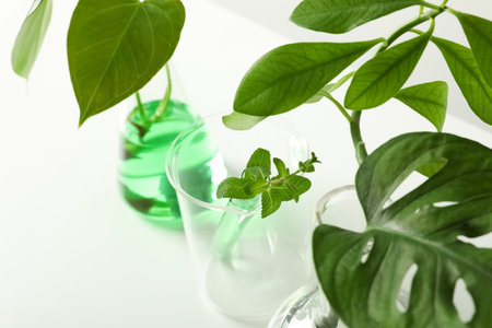 Laboratory glassware with plants on white background, closeup. Chemistry conceptの写真素材