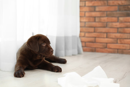 Chocolate Labrador Retriever puppy near window indoorsの写真素材