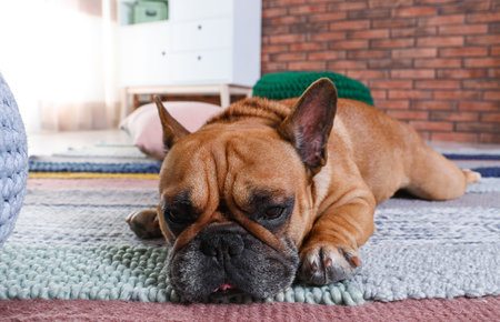 Funny French bulldog lying on floor indoorsの写真素材