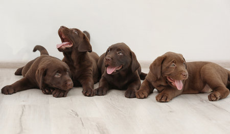 Chocolate Labrador Retriever puppies on floor indoorsの写真素材