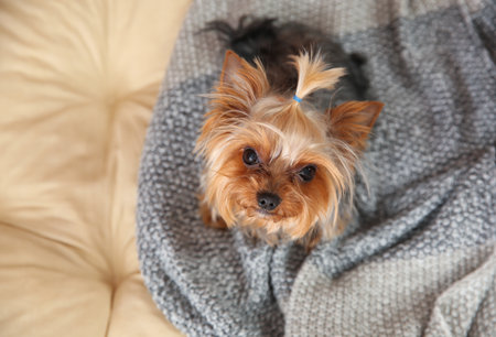 Yorkshire terrier with warm plaid on pet bed, top view. Space for textの写真素材