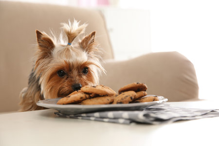 Yorkshire terrier on sofa near plate with cookies indoors, space for text. happy dogの写真素材