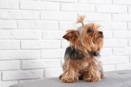 Yorkshire terrier on bench against brick wall, space for text. happy dogの写真素材