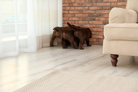 Chocolate Labrador Retriever puppies indoors. pet careの写真素材
