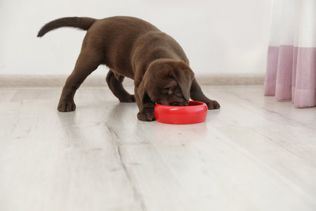 Chocolate Labrador Retriever puppy eating food from bowl at homeの写真素材