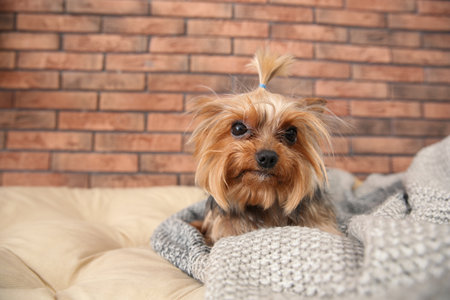 Yorkshire terrier on pet bed against brick wall, space for text. happy dogの写真素材