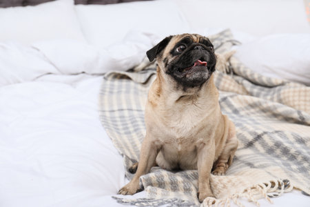 Happy cute pug dog on bed indoorsの写真素材