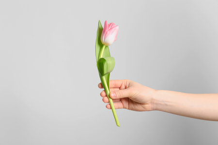 Girl holding beautiful spring tulip on light background, closeup. International Women's Dayの写真素材