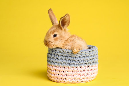 Adorable furry Easter bunny in basket on color backgroundの写真素材