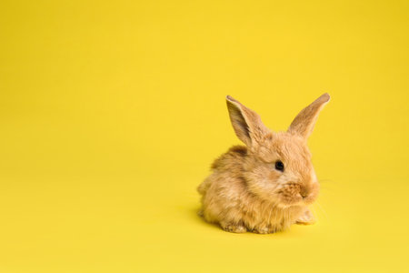 Adorable furry Easter bunny on color background, space for text