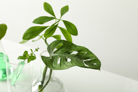 Laboratory glassware with plants on white background. Chemistry conceptの写真素材