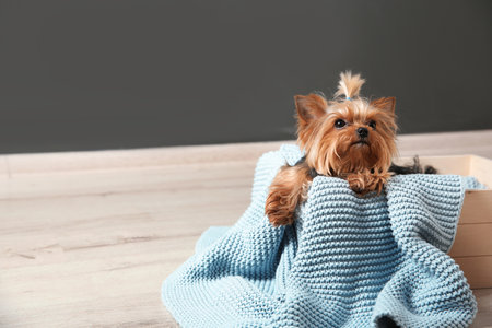 Yorkshire terrier in wooden crate on floor against gray wall, space for text. happy dogの写真素材