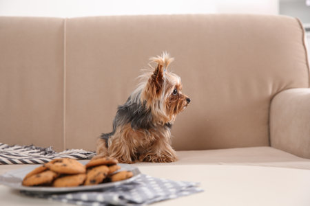 Yorkshire terrier on sofa near plate with cookies indoors. happy dogの写真素材