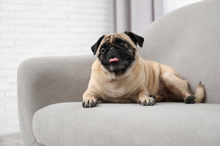 Happy cute pug dog on sofa indoorsの写真素材