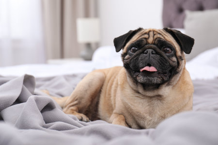 Happy cute pug dog on bed indoorsの写真素材