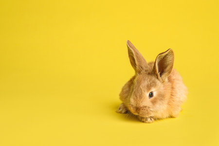 Adorable furry Easter bunny on color background, space for textの写真素材