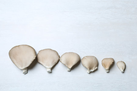 Flat lay composition with delicious organic oyster mushrooms on light background, space for textの写真素材