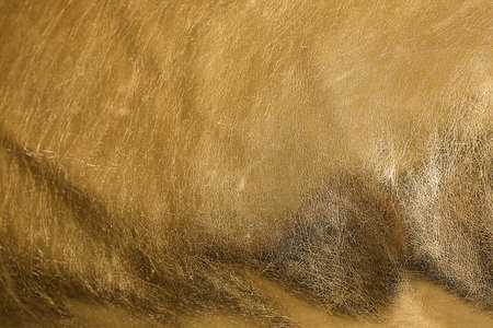 Beautiful view of shiny golden leather as backgroundの写真素材