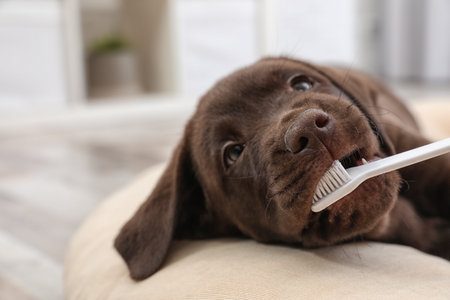 Cute Labrador Retriever with toothbrush indoors. pet careの写真素材