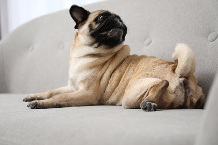 Happy cute pug dog on sofa indoorsの写真素材