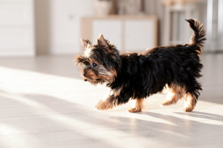 Cute Yorkshire terrier puppy on wooden floor indoors, space for text. happy dogの写真素材