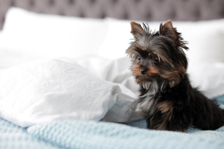 Cute Yorkshire terrier puppy on bed, space for text. happy dogの写真素材