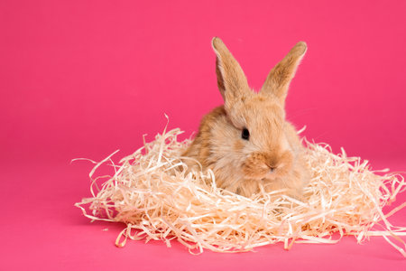 Adorable furry Easter bunny with decorative straw on color background, space for textの写真素材