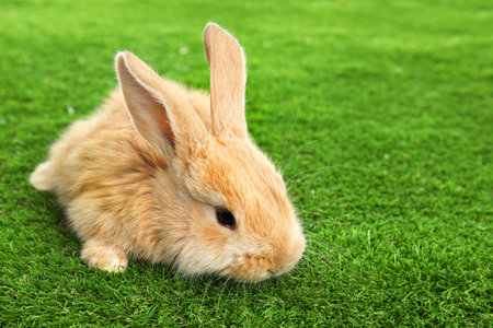 Adorable furry Easter bunny on green grass. Space for textの写真素材