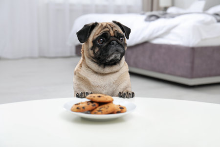 Happy cute pug dog with plate of cookies indoorsの写真素材