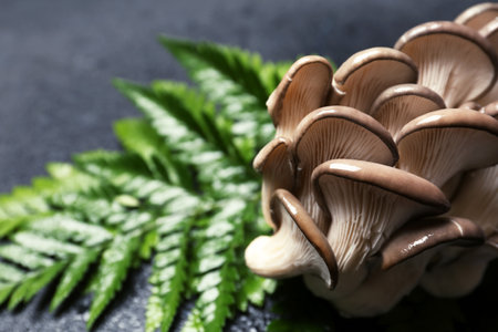 Delicious organic oyster mushrooms with leaves on gray background, closeup. Space for text