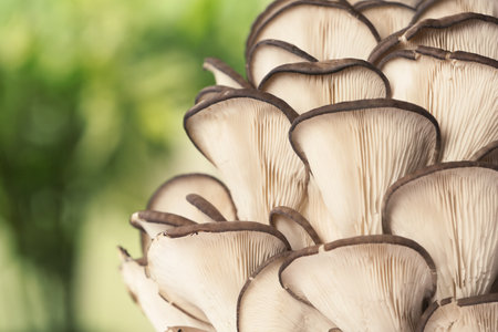 Delicious organic oyster mushrooms on blurred background, closeup. Space for textの写真素材