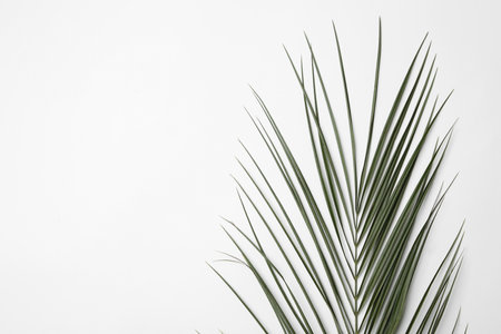 Leaf of tropical palm tree on white background, top viewの写真素材