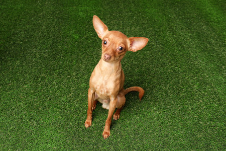 Cute toy terrier on artificial grass. domestic dogの写真素材