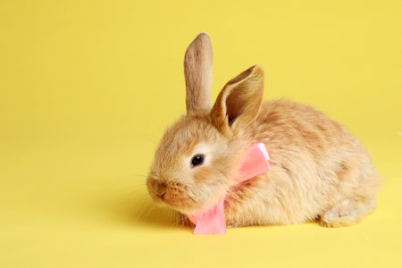Adorable furry Easter bunny with cute bow tie on color background, space for textの写真素材