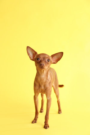 Cute toy terrier on color background. domestic dogの写真素材