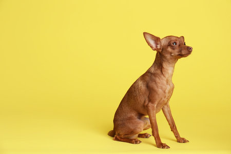 Cute toy terrier on color background, space for text. domestic dogの写真素材