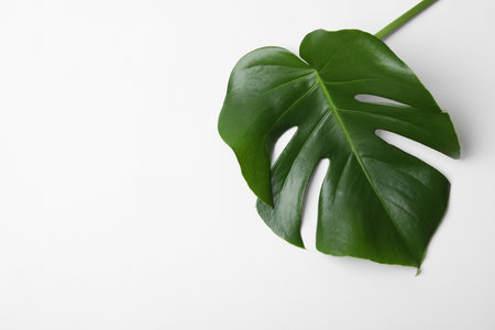 Leaf of tropical monstera plant on white background, top viewの写真素材