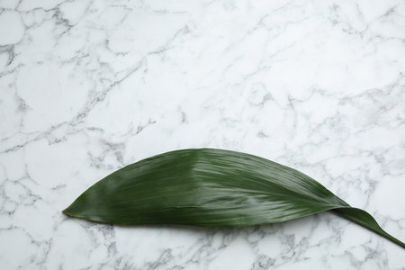 Leaf of tropical aspidistra plant on marble background, top view with space for textの写真素材