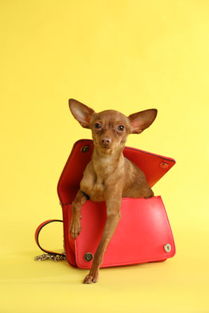Cute toy terrier in female handbag on color background. domestic dogの写真素材