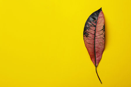 Leaf of tropical codiaeum plant on color background, top view with space for textの写真素材