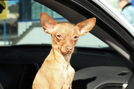 Cute toy terrier looking out of car window. domestic dogの写真素材