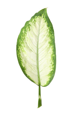Leaf of tropical dieffenbachia plant on white backgroundの写真素材