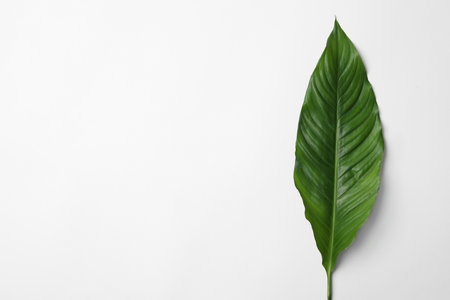 Leaf of tropical spathiphyllum plant on white background, top viewの写真素材