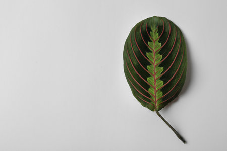 Leaf of tropical maranta plant on white background, top viewの写真素材