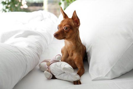 Cute toy terrier on bed. domestic dogの写真素材