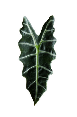 Leaf of tropical alocasia plant isolated on whiteの写真素材