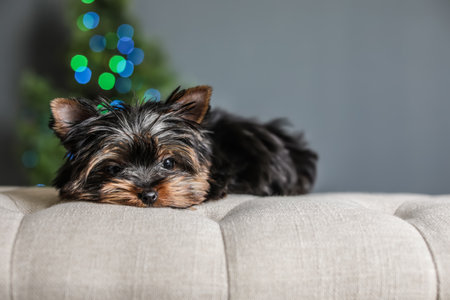 Cute Yorkshire terrier puppy and blurred Christmas tree on background, space for text. happy dogの写真素材