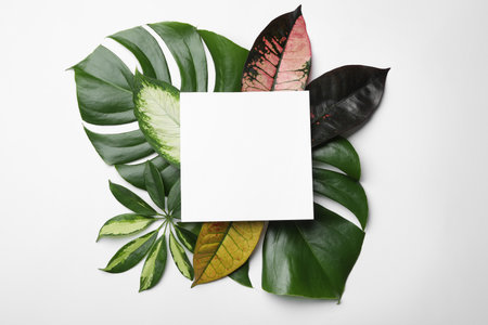 Beautiful composition with tropical leaves and blank card on white background, top viewの写真素材
