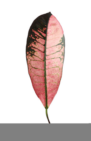 Leaf of tropical codiaeum plant on white background