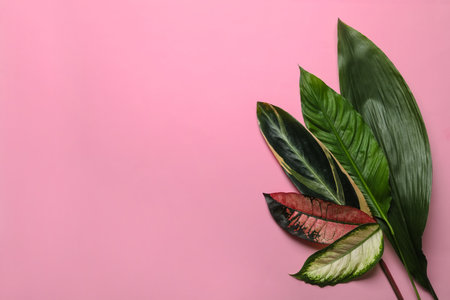 Flat lay composition with tropical leaves and space for text on color backgroundの写真素材